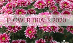 Flower trials 2020