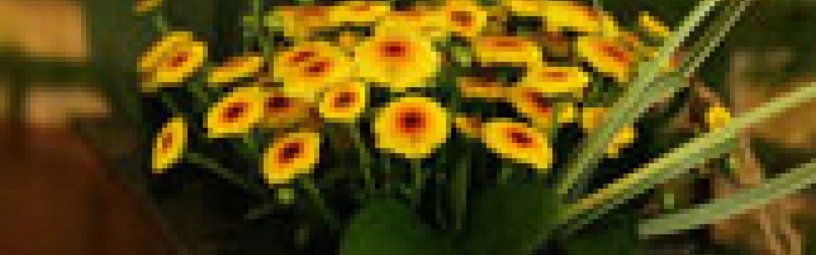 Dalat Hasfarm ra mắt sản phẩm mới - Hoa Calimero hình trứng nhỏ xinh