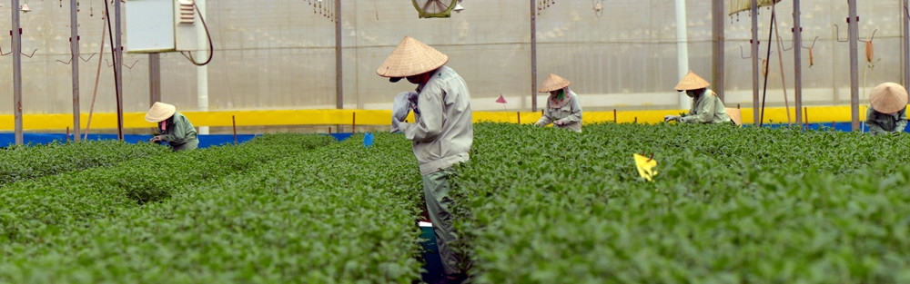 First harvest at new Lam Ha farm