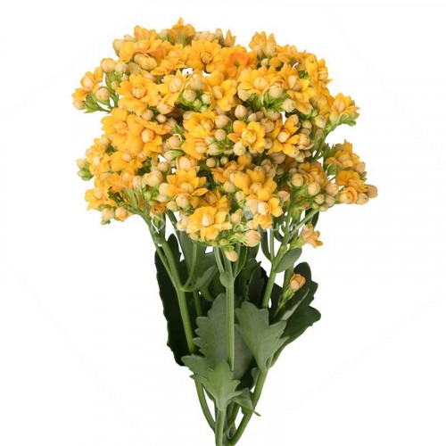 Dark Yellow