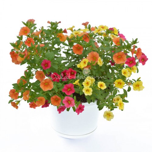 Calibrachoa Mix 3