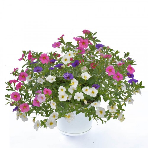 Calibrachoa Mix 2