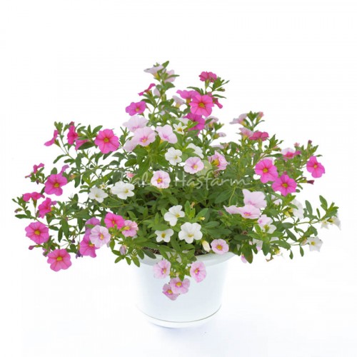 Calibrachoa Mix 4