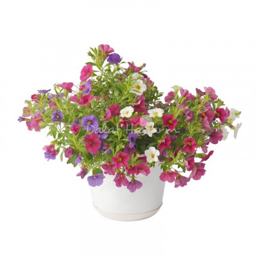 Calibrachoa Mix 1
