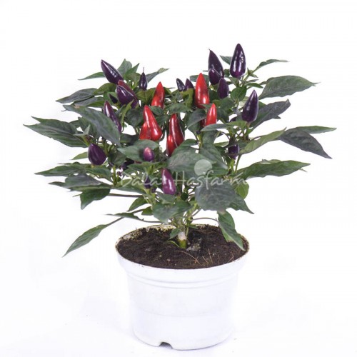 Acapulco Purple
