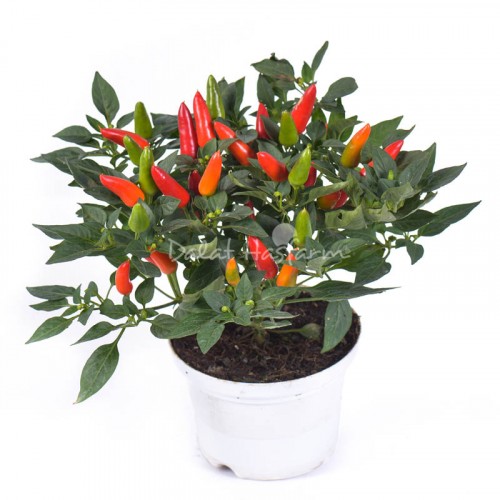 Acapulco Red