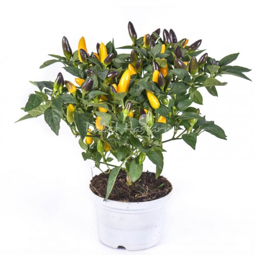 Acapulco Yellow