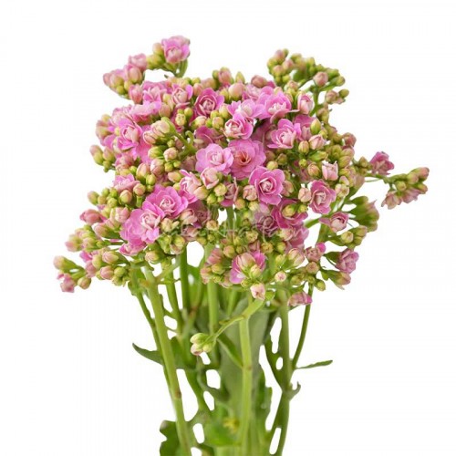 Dreamy Pink