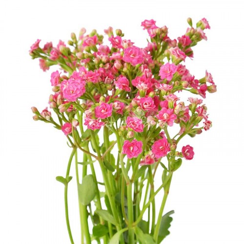 Sweet Pink