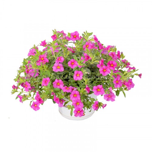 Calibrachoa Dark Pink