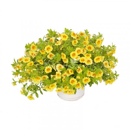 Calibrachoa Yellow