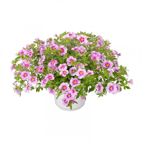 Calibrachoa Light Pink