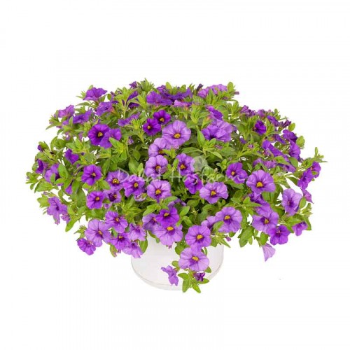Calibrachoa Light Blue