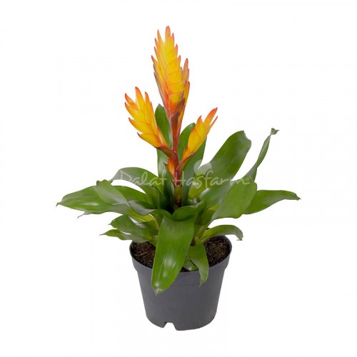 Vriesea Electric