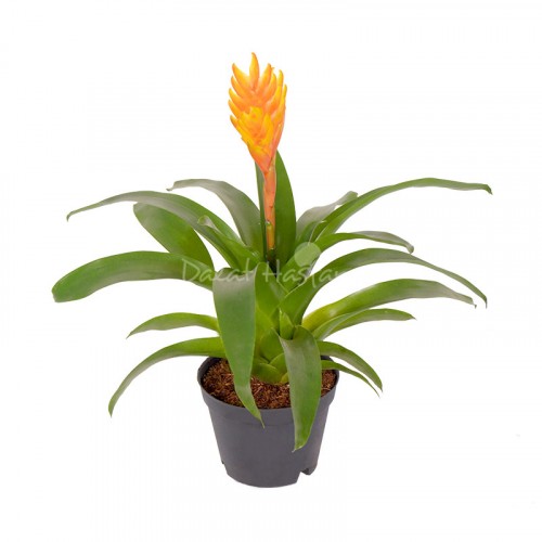 Vriesea Energy