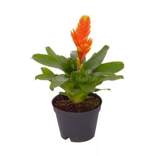 Vriesea Sparkle