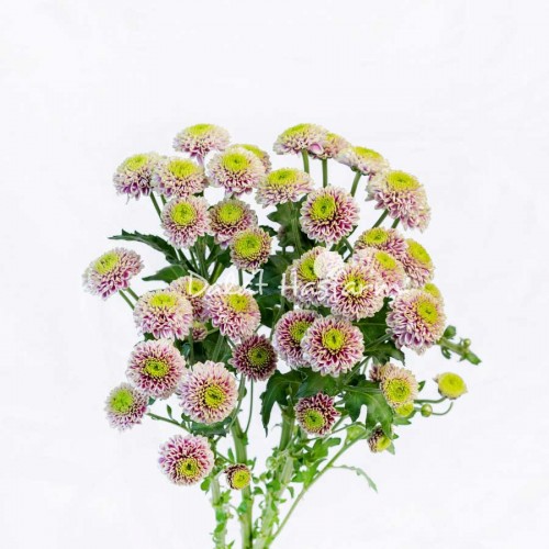 Florini Bicolor