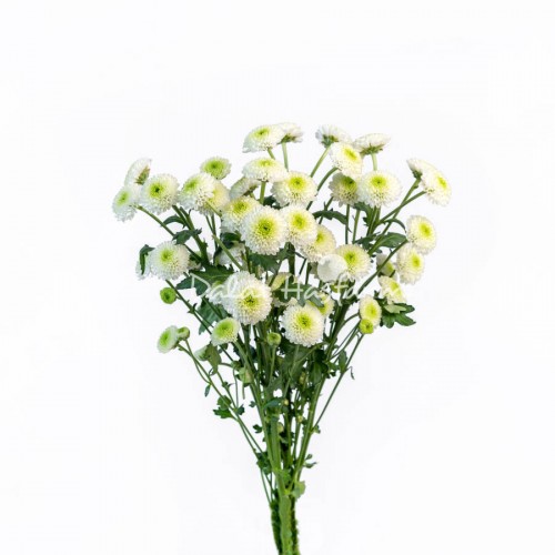 Florini White