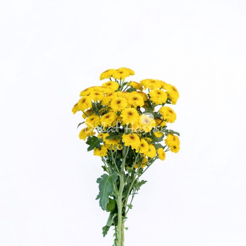 Florini Yellow Shiny