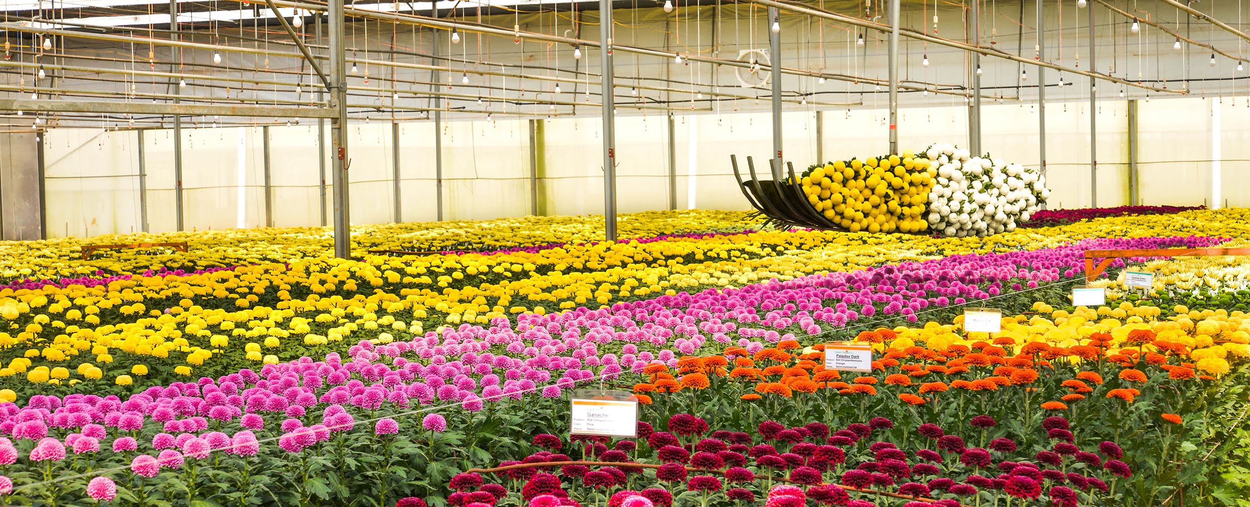 Std Chrysanthemum Green House