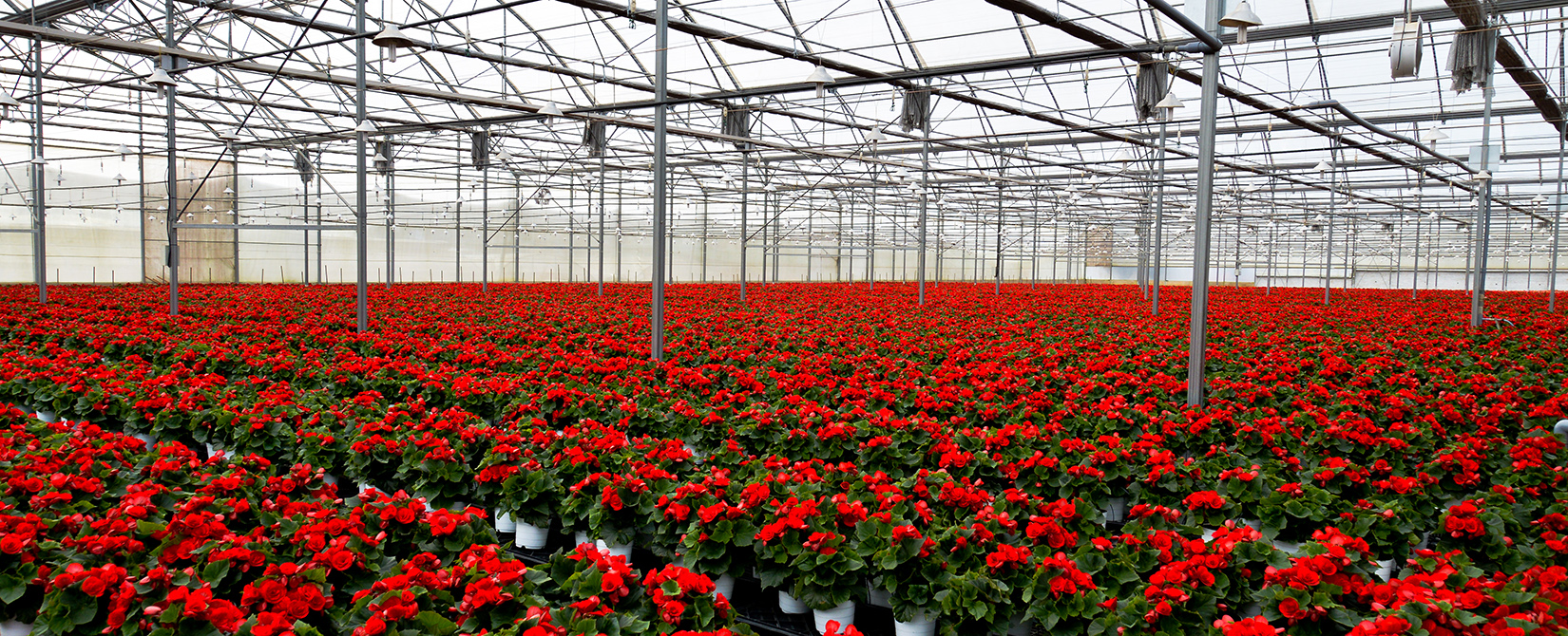 Begonia Green House