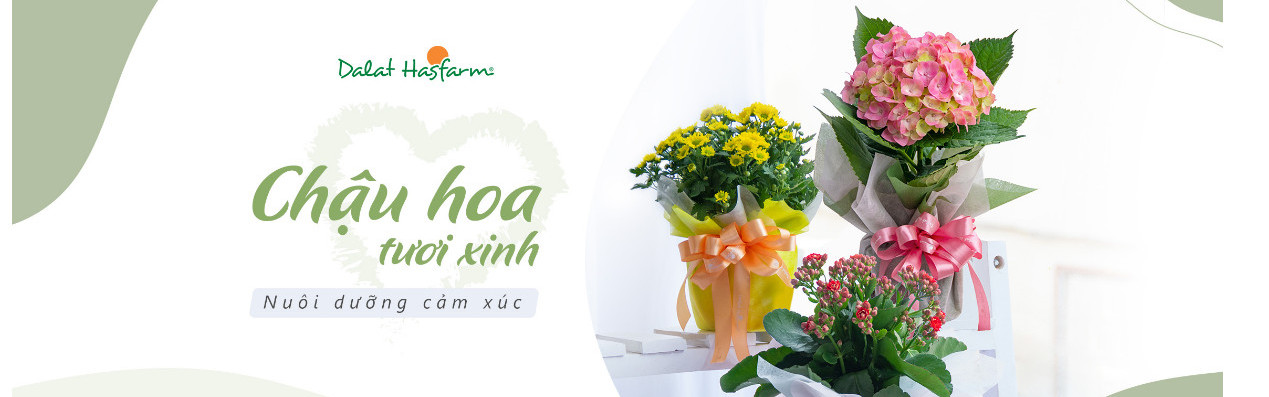 Hoa chậu - Mảng xanh cho gia đình