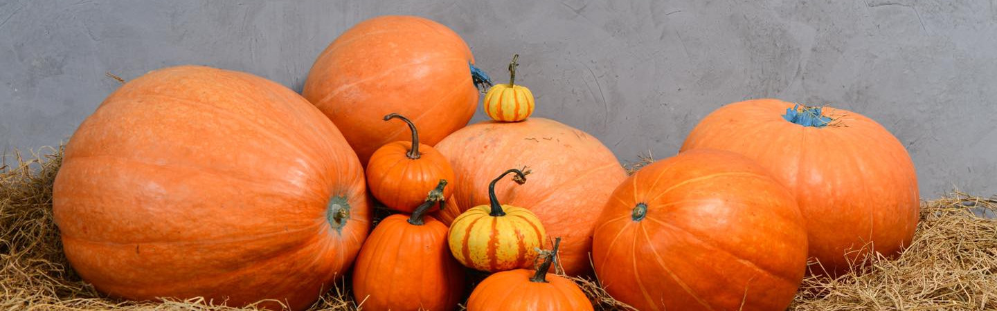 Tạo xu hướng trang trí Halloween bằng Pumpkin - Bí Ngô