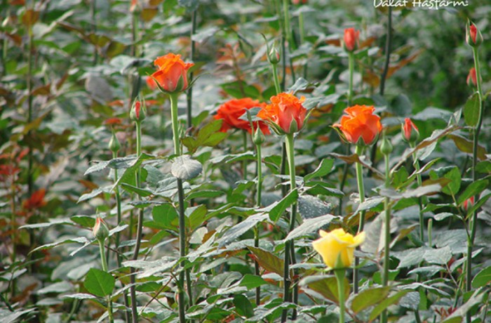 Dalat Hasfarm grows Natural: Sustainable flower and plant production