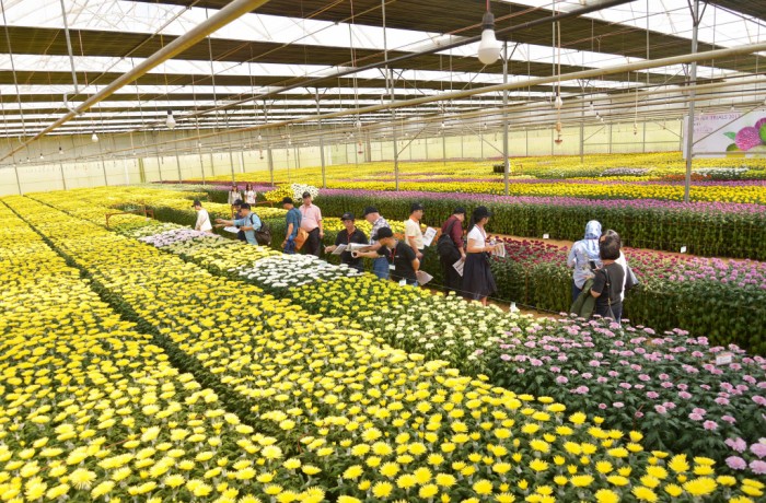 TCBC: Dalat Hasfarm giới thiệu hoa thử nghiệm 2018 – Chất lượng bền vững