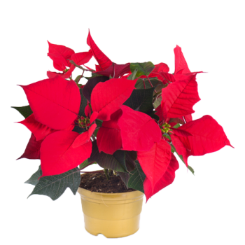 Poinsettia