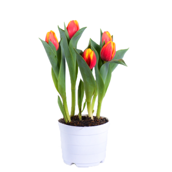 Tulip