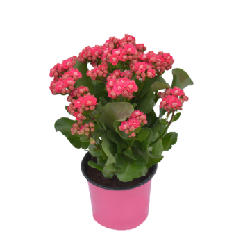 Kalanchoe