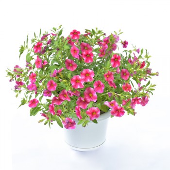 Mono-colour Calibrachoa