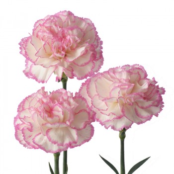 Standard Carnation