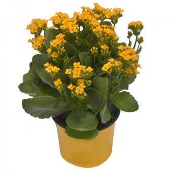 Kalanchoe - Single petal