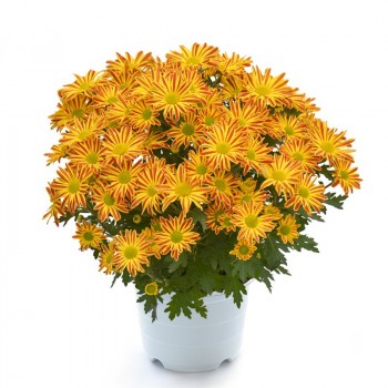 Chrysanthemum Big