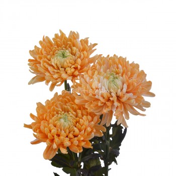 Painted St. Chrysanthemum