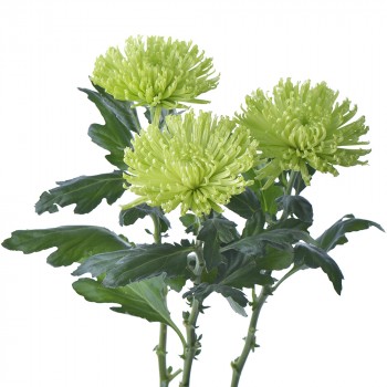 Standard Chrysanthemum