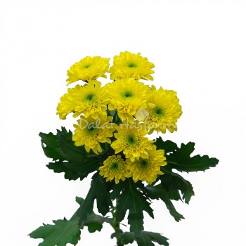 Spray Chrysanthemum