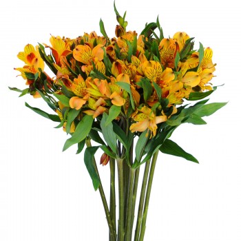 Alstroemeria