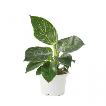 Philodendron