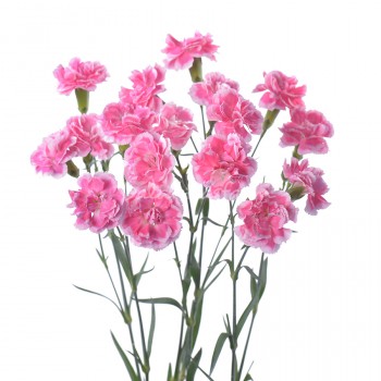 Spray Carnation