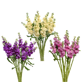 Matthiola