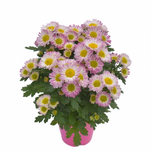 Chrysant Mini - Bicolor Pink