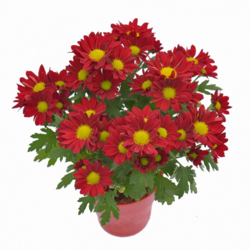 Chrysant Mini - Red