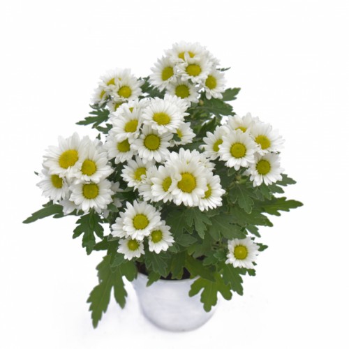 Chrysant Mini - White