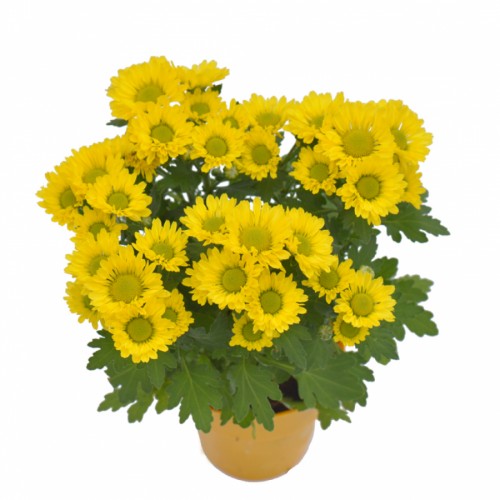 Chrysant Mini - Yellow