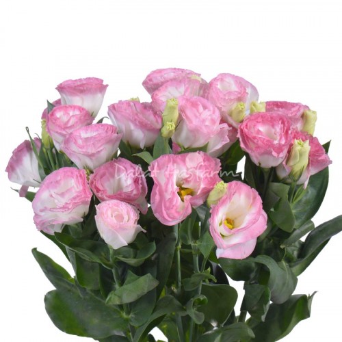 Largo Pink Picotee
