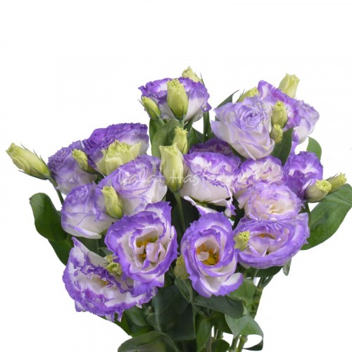 Largo Purple Picotee
