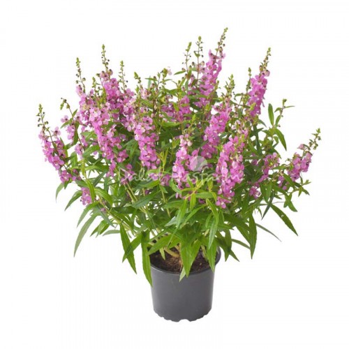 Angelonia Pink